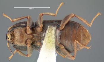 Media type: image;   Entomology 21793 Aspect: habitus ventral view